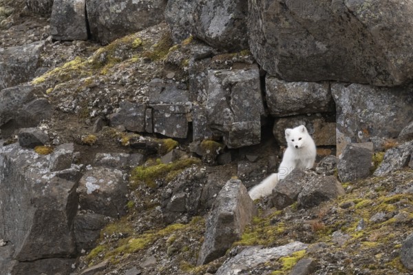Arctic fox (Vulpes lagopus) in winter coat between rocks, Straumsland, Spitsbergen, Svalbard,