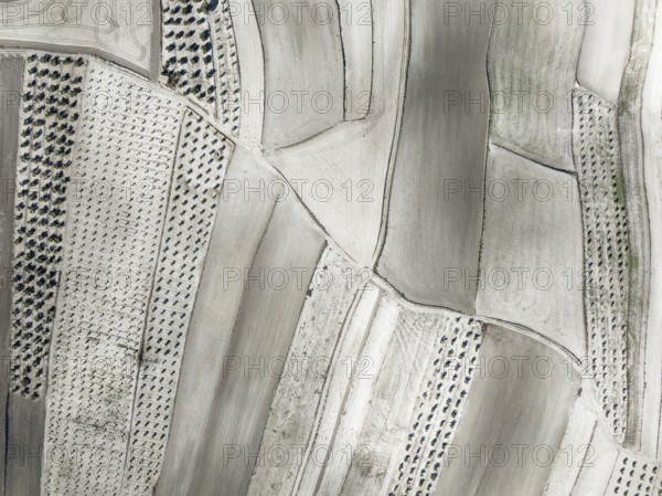 Farmland and cultivated olive trees (Olea europaea) . Aerial view. Drone shot. Granada province,
