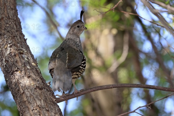 Gambel's quail (Callipepla gambelii), adult, female, on tree, alert, Sonoran Desert, Arizona, North