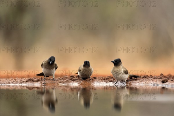 Grey bulbul (Pycnonotus barbatus), adult, group, three birds, at the water, Kruger National Park,
