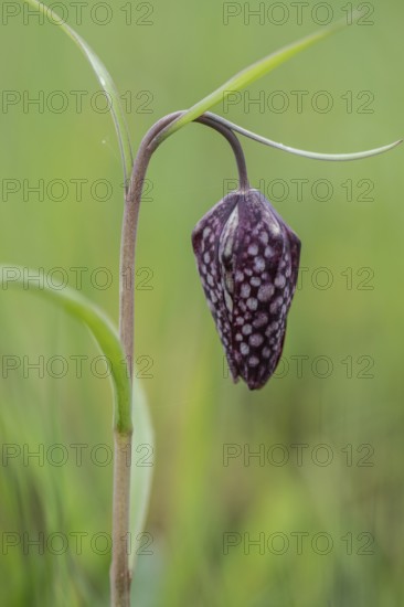 Snake's head fritillary (Fritillaria meleagris), Emsland, Lower Saxony, Germany, Europe