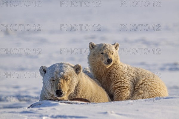 Polar bears (Ursus maritimus), polar bear mother and young in the snow, Kaktovik, Arctic National
