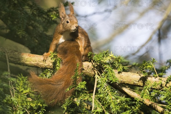 Attentive eurasian red squirrel (Sciurus vulgaris) with fluffy fur sitting on a tree branch in the