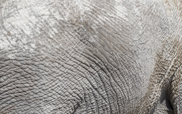 African elephant (Loxodonta africana), detail, wrinkled skin, Etosha National Park, Namibia, Africa