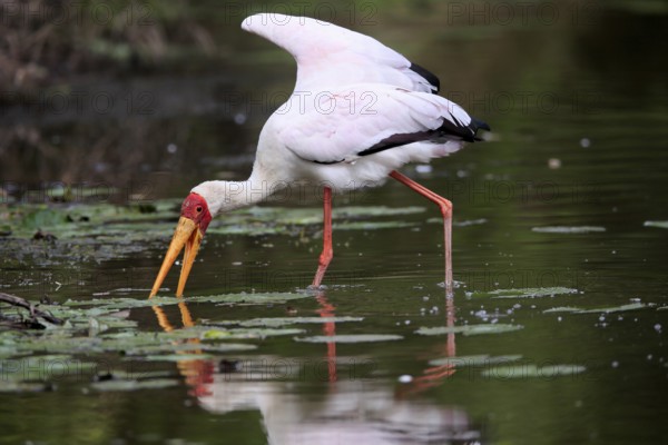 Glutton (Mycteria ibis), adult, in the water, foraging, Kruger National Park, Kruger National Park,