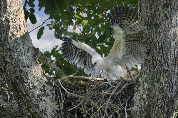 4 month old Harpy Eagle chick, Harpia harpyja, doing flight exercise in the nest, Alta Floresta,