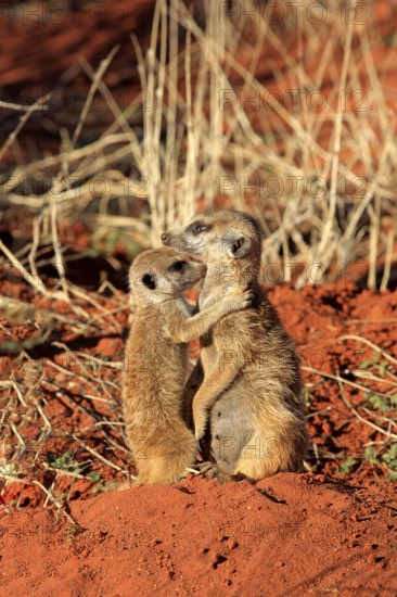 Meerkat (Suricata suricatta), adult with young, warming up in the morning sun, at the den, alert,