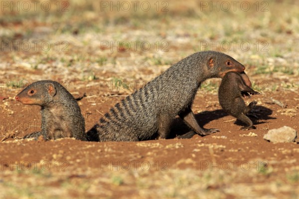 Zebra mongoose (Mungos mungo), adult with young, neck bite, mother carrying young, Kruger National