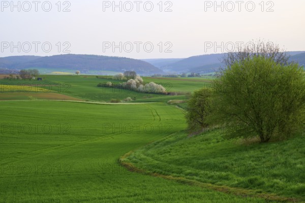 Spring landscape with green fields, hills and blossoming trees, Mönchberg, Miltenberg, Spessart,