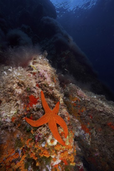 Orange-coloured starfish (Hacelia attenuata) in the Mediterranean Sea near Hyères. Dive site marine