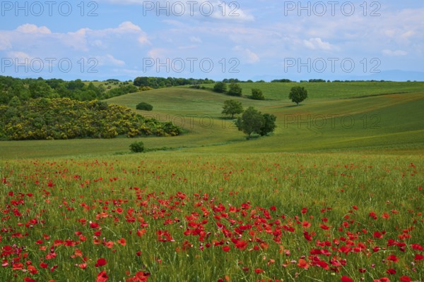 Flower meadow with poppies (Papaver), in the background trees, green hilly fields and a slightly