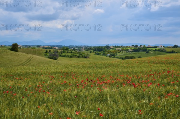 Hilly meadow with poppies (papaver), trees and mountains under an overcast sky, summer, Valensole,