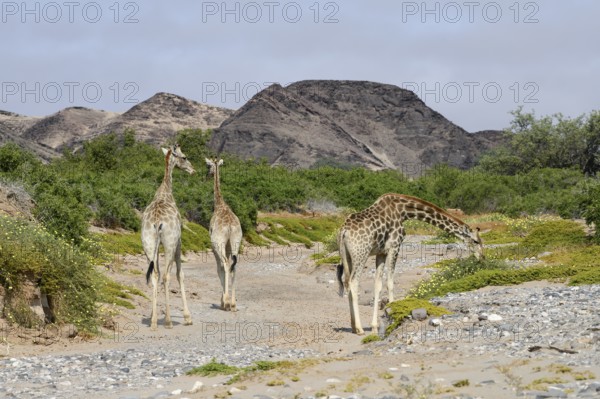 Angola giraffes (Giraffa camelopardalis angolensis) in the Hoanib dry river, Kaokoveld, Kunene