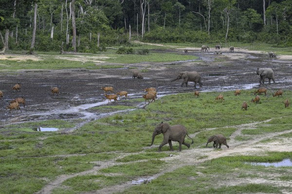 Forest elephants (Loxodonta cyclotis) and bongo antelopes (Tragelaphus eurycerus) in the Dzanga Bai