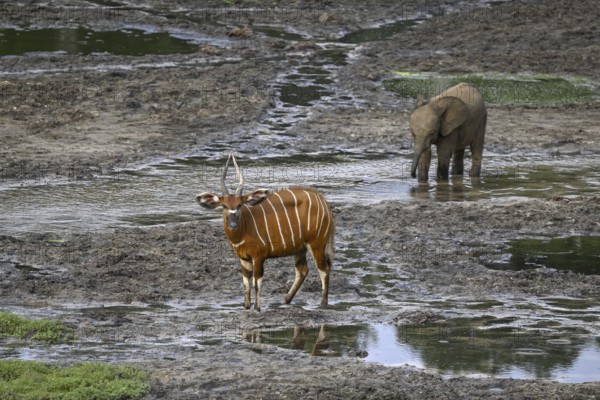 Young forest elephant (Loxodonta cyclotis) and bongo antelope (Tragelaphus eurycerus) in the Dzanga
