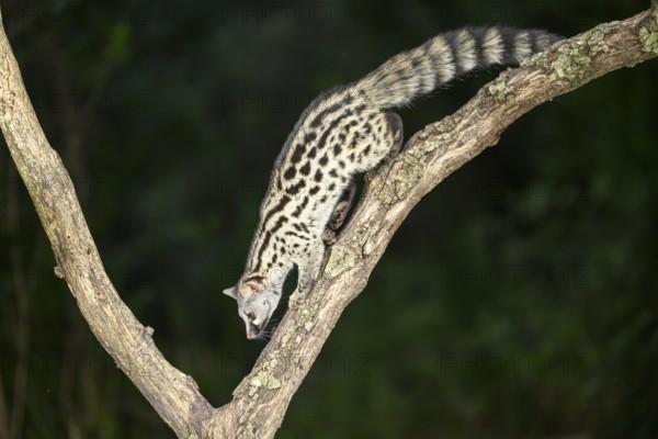 Common genet (Genetta genetta), climbing on a tree wildlife in a forest, Montseny National Park,