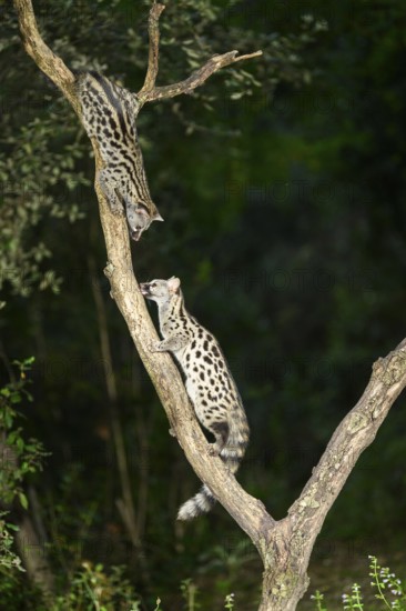 Common genet (Genetta genetta), climbing on a tree wildlife in a forest, Montseny National Park,