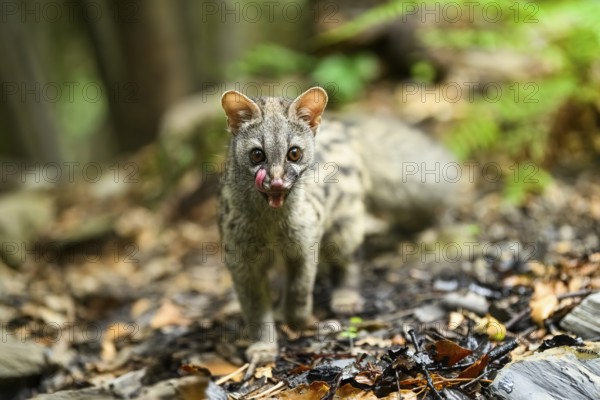 Common genet (Genetta genetta), cub wildlife in a forest, Montseny National Park, Catalonia, Spain,