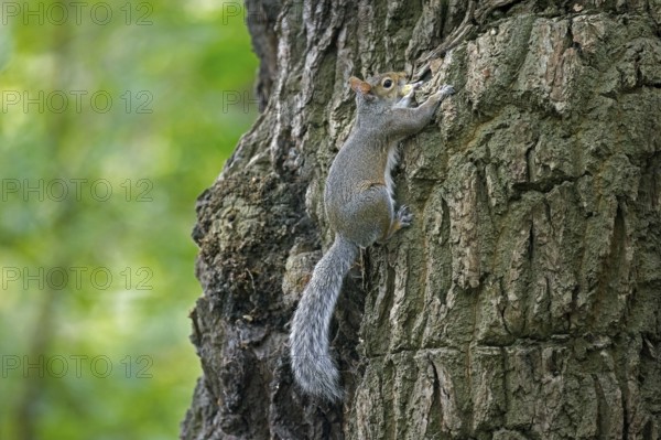 Eastern grey squirrel (Sciurus carolinensis), introduced species from North America, climbing tree