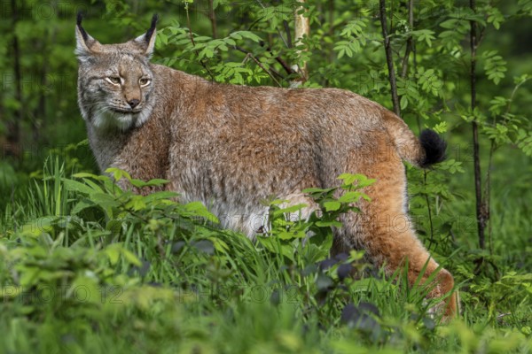 Hunting Eurasian lynx (Lynx lynx) looking back in brushwood of forest