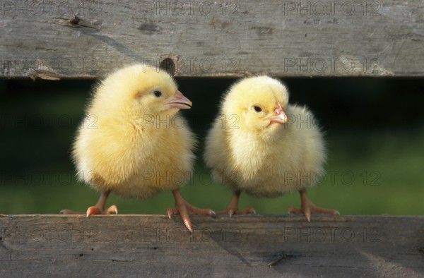 Two cute yellow chicks (Gallus gallus domesticus) sitting on fence at chicken farm at Easter