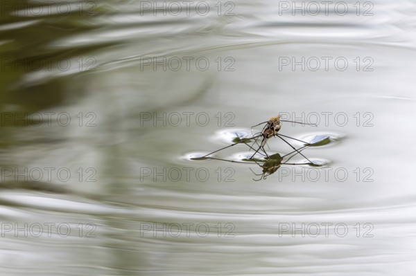 River skater (Aquarius najas, Gerris najas) couple, male paired with female, mating on water