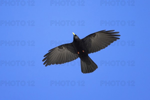 Alpine chough, yellow-billed chough (Pyrrhocorax graculus, Corvus graculus) in flight against blue