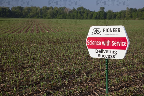 Shelbyville, Indiana - A corn crop planted with hybrid seeds marketed by Pioneer Hi-Bred. Pioneer