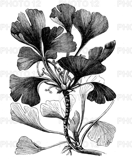Ginkgo or Ginko, Ginkgo biloba, a tree species native to China, now planted worldwide, illustration