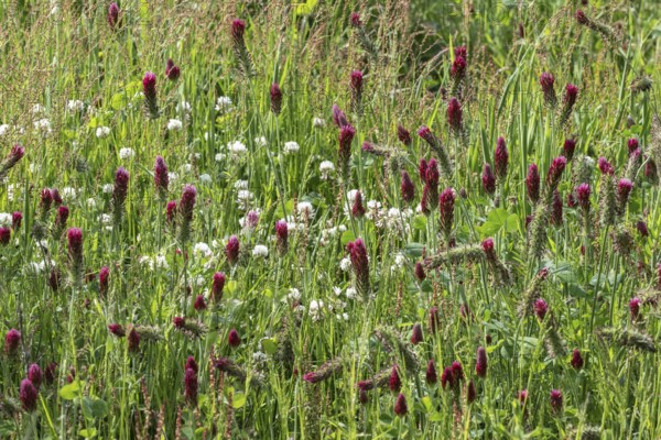 Incarnate clover (Trifolium incarnatum) and white clover (Trifolium repens), Emsland, Lower Saxony,