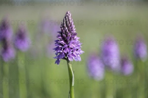 Southern marsh orchid (Dactylorhiza praetermissa), Emsland, Lower Saxony, Germany, Europe