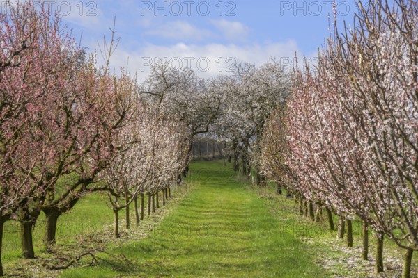 Blooming apricot and peach trees, Paudorf, Lower Austria, Austria, Europe