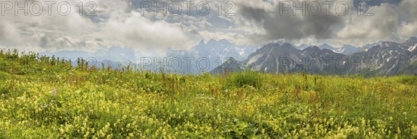Summer in the Allgäu, mountain panorama over a lush blooming mountain flower meadow on the Fellhorn