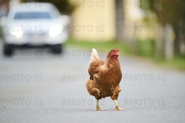 Brown chicken crossing a road with a car in the background, Chicken (Gallus domesticus), Austria,