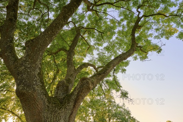 View from below of an ash tree with dense branches and green leaves against a clear sky in the