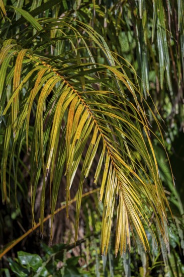 Palm tree, Details in the jungle, Dense vegetation, Tortuguero National Park, Costa Rica, Central