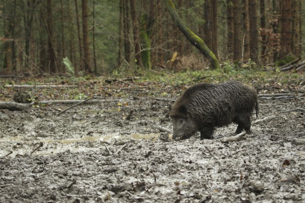Wild boar (Sus scrofa) boar in the wallow, Allgäu, Bavaria, Germany, Allgäu, Bavaria, Germany,