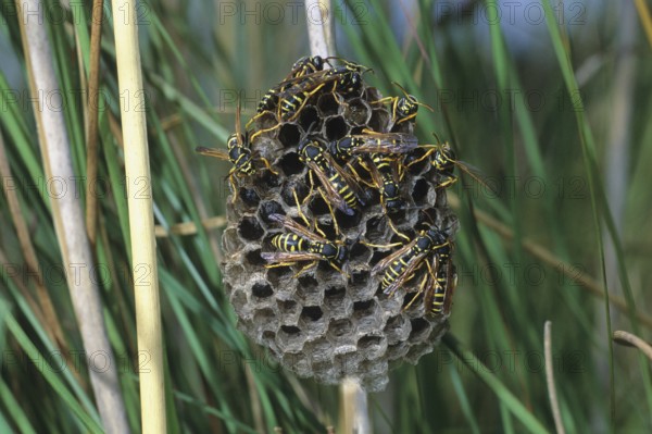 Field wasps (Polistinae) at the nest, Allgäu, Bavaria, Germany, Allgäu, Bavaria, Germany, Europe