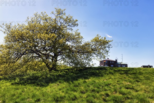 Single oak (Quercus), solitary oak and Köterberghaus on a hilltop, Köterberg, Lügde, Weserbergland,