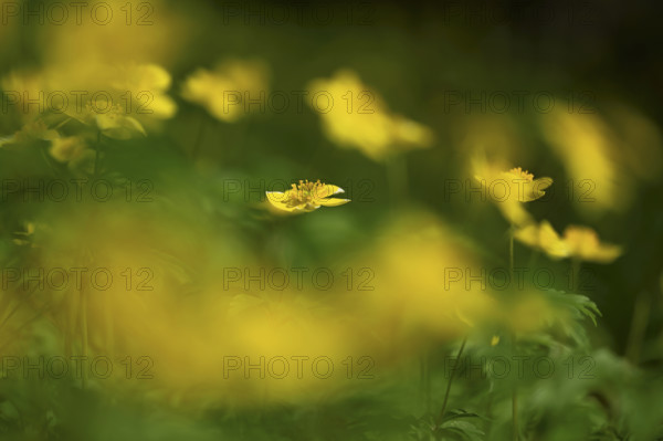 Yellow Anemone (Anemone ranunculoides), flowering, Switzerland, Europe