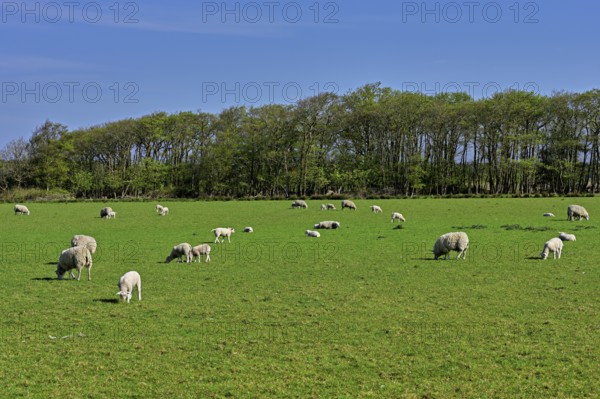 A group of domestic sheep (Ovis orientalis aries) in a meadow, Texel, Netherlands