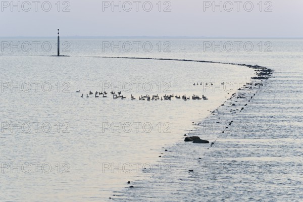 Evening mood at the North Sea, wild geese, Canada goose (Branta canadensis) swimming at a stone