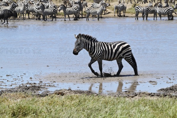 Zebras (Equus burchelli) and blue wildebeests (Connochaetes taurinus) by the pond, Serengeti