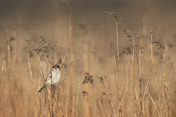 Singing on a thin blade of grass, singing station, Lake Neusiedl National Park, Burgenland,