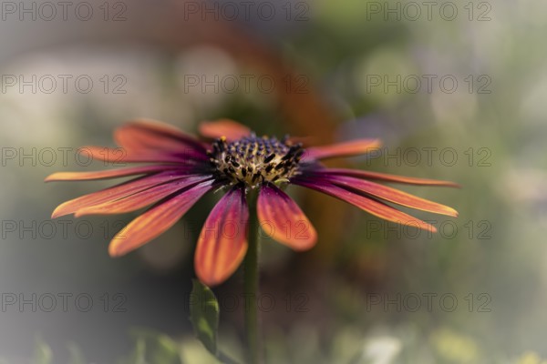 Gerbera orange red pink, macro, flower, background blurred with bokeh, green stem, Dortmund, North