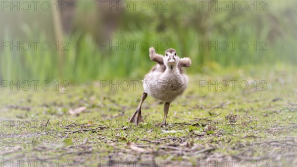 Nile goose chicks (Alopochen aegyptiaca) running in an augmented gait, stretching their not yet