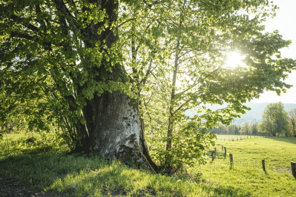 800-year-old lime tree near Frath, Bavarian Forest, Bavaria, Germany, Europe