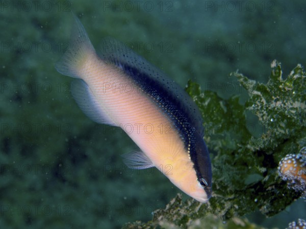 A fish with yellow and bluish colours, blackback dwarf perch (Pseudochromis perspicillatus), dwarf
