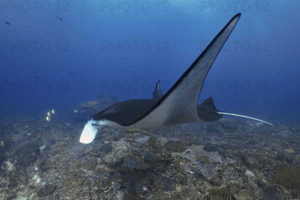 Majestic reef manta ray (Mobula alfredi) gliding over the seabed, dive site Manta Point, Nusa