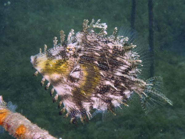 A jewellery filefish (Chaetodermis penicilligerus), filefish, with camouflage pattern swims under